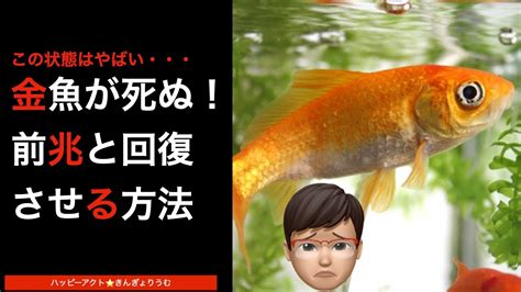 金魚死前徵兆|金魚が死ぬ前兆（暴れる・動かない）8つのパターン。